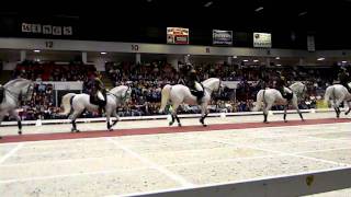 The World Famous Lipizzaner Stallions [upl. by Alicsirp]