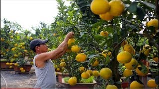 How to Harvest Pomelo  Pomelo Harvesting amp Agriculture amp Processing Technology [upl. by Ackler]