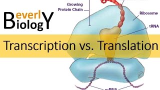 Transcription vs Translation [upl. by Asiel675]