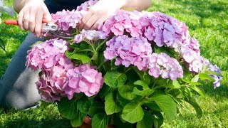 La poda de las hortensias paso a paso  Bricomanía  Jardinatis [upl. by Lleksah]