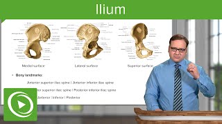 Ilium Body amp Bony Landmarks – Anatomy  Lecturio [upl. by Nnyliak673]