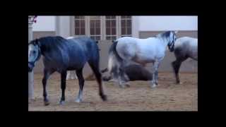 Lipizzaner Foals at Spanish Riding School Spanische Hofreitschule [upl. by Othelia170]