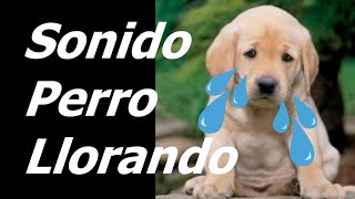 Perros Llorando y Lloriqueando Efecto de Sonido  Sonido Perro Llorando [upl. by Oxford]