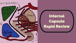 Internal Capsule Rapid Review [upl. by Robinetta]