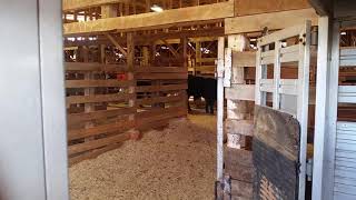 Loading bulls at cattle auction in Georgia [upl. by Neerahs]