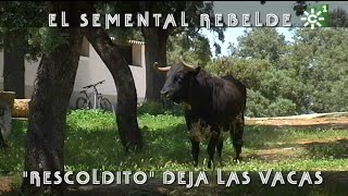 Toros de Reservatauro toro semental rebelde Rescoldito deja las vacas  Toros desde Andalucía [upl. by Tamaru]