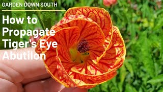 How To Propagate Tigers Eye Abutilon [upl. by Aiasi362]