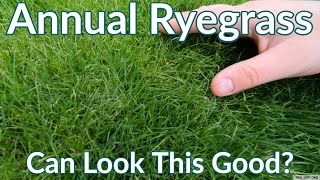 Annual Ryegrass Can Look Like This  Late Fall Reel Low Mow [upl. by Nyltiac]