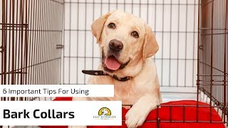 6 Tips for Anti Bark Collars for Dogs [upl. by Kurtzman]