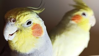 Cockatiel Sounds 24 HOURS of Cockatiel Singing for Lonely Cockatiels [upl. by Eanil]