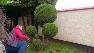 Pruning Thuja occidentalis „Emerald Green”into ballsformowanie tui szmaragd w kule [upl. by Ayamahs]