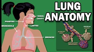 ANATOMY OF THE LUNGS [upl. by Gerfen]