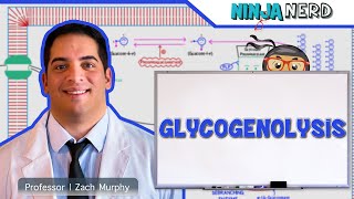 Metabolism  Glycogenolysis [upl. by Etteniuqna]