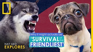 Why It Actually Might Be Survival of the Friendliest  Nat Geo Explores [upl. by Julide]