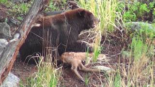 Bear eats elk calf alive  RAW uncut version  Yellowstone National Park [upl. by Yerahcaz]