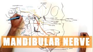 Trigeminal nerve Anatomy  The Mandibular nerve [upl. by Elysha]