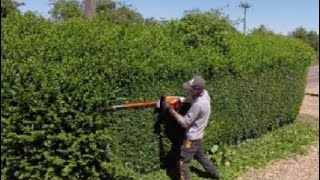 HEDGE trimming privet ligustrum [upl. by Dranoc719]