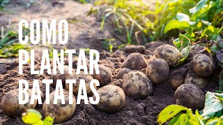 COMO PLANTAR BATATAS [upl. by Nnahgiel869]