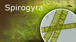 Aquarium Under a Microscope Spirogyra [upl. by Rosel583]