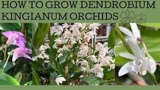 How to grow Australian Dendrobium kingianum orchids [upl. by Odeen]