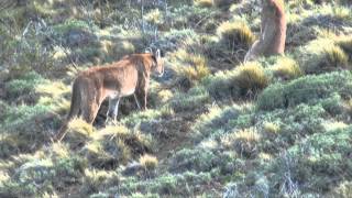 Pumas in Patagonia [upl. by Okiron535]