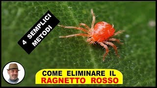 RAGNETTO ROSSO eliminarlo in 4 modi [upl. by Embry]