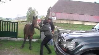 Sauvetage 3 chevaux à Neuchâtel CH [upl. by Obara]