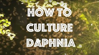 How To Culture Daphnia Magna [upl. by Brandt436]