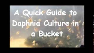 How to culture daphnia outside [upl. by Kaiulani]