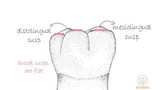 Permanent Mandibular 1st molar Part 1 [upl. by Hairej]