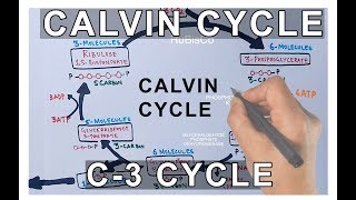 Photosynthesis  Calvin Cycle [upl. by Euqinu]