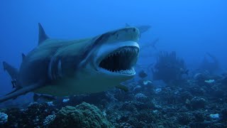 Plongée avec un énorme requin Tigre à la Vallée blanche Tahiti [upl. by Waddell]