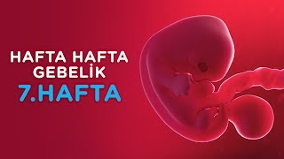 Hamilelikte 7 Hafta  Hafta Hafta Gebelik  İlk Adımlarım [upl. by Francyne]