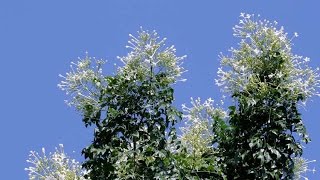 Tree Jasmine Akash Mallige  Millingtonia Hortensis [upl. by Odranar]