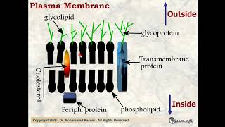 Cytology Lecture 1 for medical students [upl. by Sukramal]