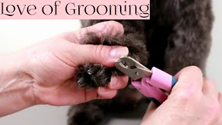 How to Clip Black Dog Nails [upl. by Forsyth628]