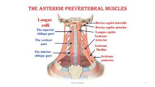 the anterior prevertebral muscles video [upl. by Eked]