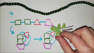 What is Phosphorylation [upl. by Janina549]