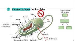 Les bactéries 🦠 [upl. by Anaeco]