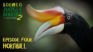 Hornbills Mystical and Majestic  Borneo Jungle Diaries S02E04  SZtv [upl. by Sussna]