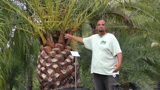 Canary Island Date Palm Care in North Florida [upl. by Anidal]