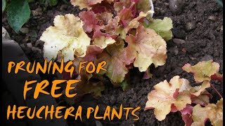 Pruning and Propagating Heuchera [upl. by Eceinert]