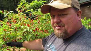 Tabasco Sauce Pt 1 Picking Prepping and Parting [upl. by Norford118]