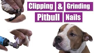 How To Cut amp Grind Dog Nails  Pitbull Grooming Tips [upl. by Reynolds]