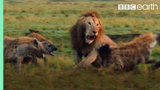 Lion Trapped by Clan of Hyenas  Dynasties  BBC Earth [upl. by Eidac]