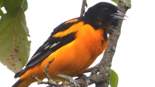 Baltimore Oriole Bird Call  Song  Sounds [upl. by Nosauq230]