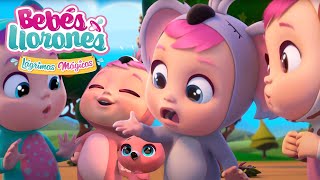 Unicornios Magicos 🦄🦄🦄  BEBÉS LLORONES 💧 LÁGRIMAS MÁGICAS 💕 Capitulos Completos [upl. by Messere]