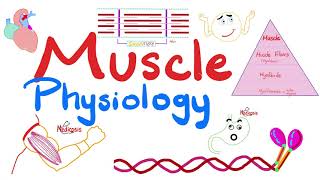 Muscle Structures  Actin Myosin  I band A band H zone M line  Muscle Physiology Series [upl. by Aryek]