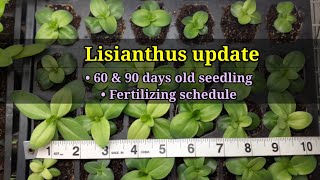 LISIANTHUS update 2022  Fertilizing schedule [upl. by Schargel]