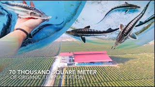 Beluga Sturgeon Fish Farming [upl. by Sedaiuqlem]